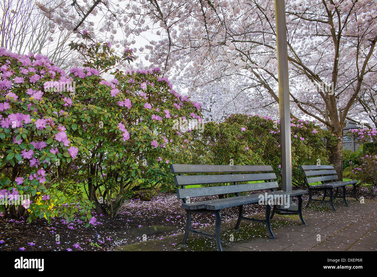 Spring Time in the Park with Blooming Cherry Blossom Trees and Azaleas by Wooden Park Benches Stock Photo