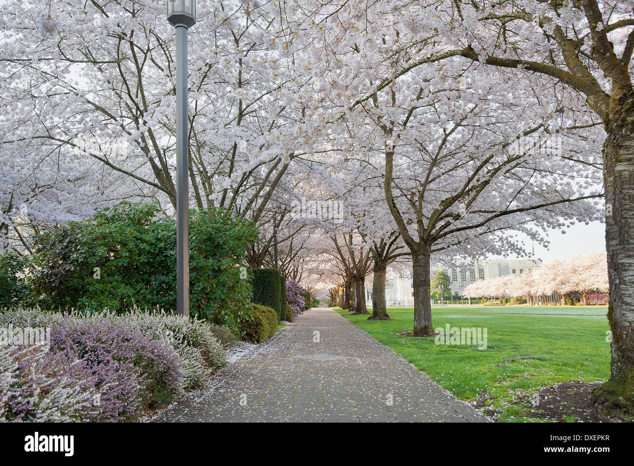 Cherry Blossom Trees Canopy Blooming Along Garden Path in Capitol State Park in Salem Oregon During Spring Season Stock Photo