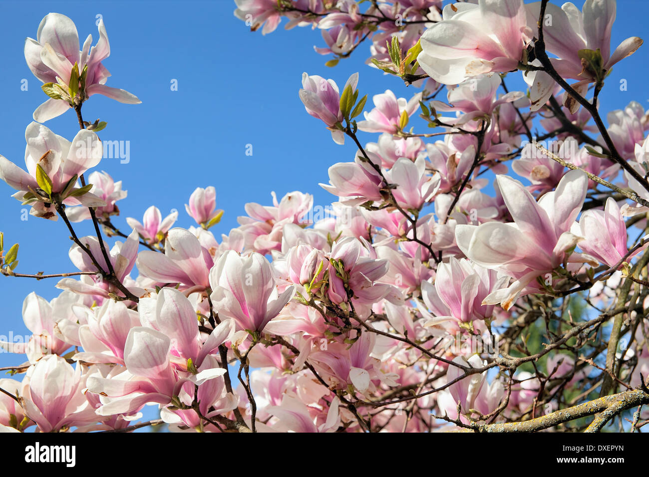 Deciduous Magnolia Tree with Saucer Tulip Shaped Flowers in Full Bloom