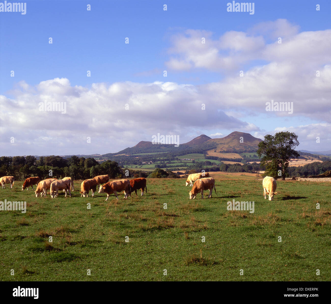 Eildon Hills, Scottish Borders Stock Photo