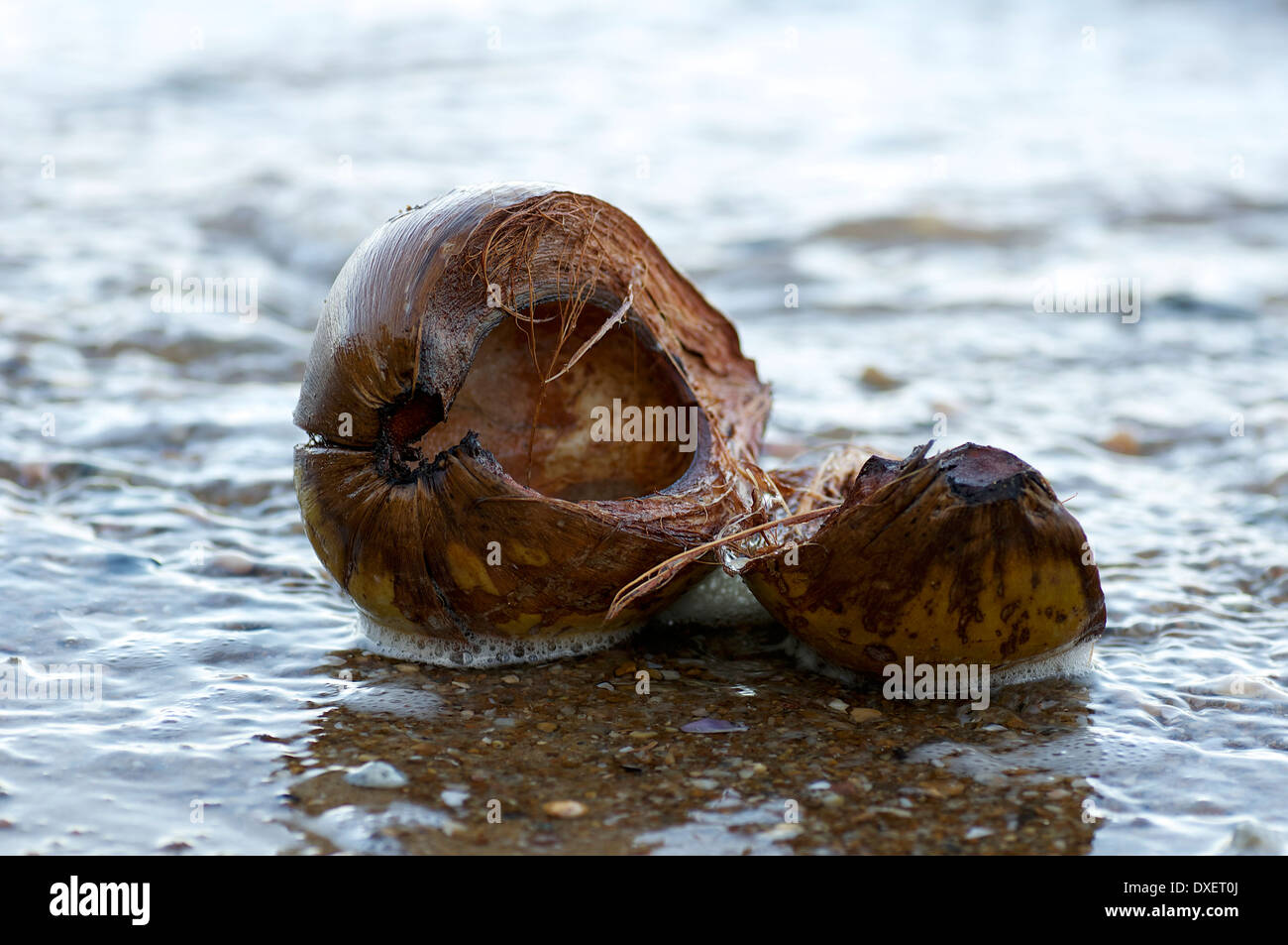 Coconut washed up on the beach Stock Photo Alamy