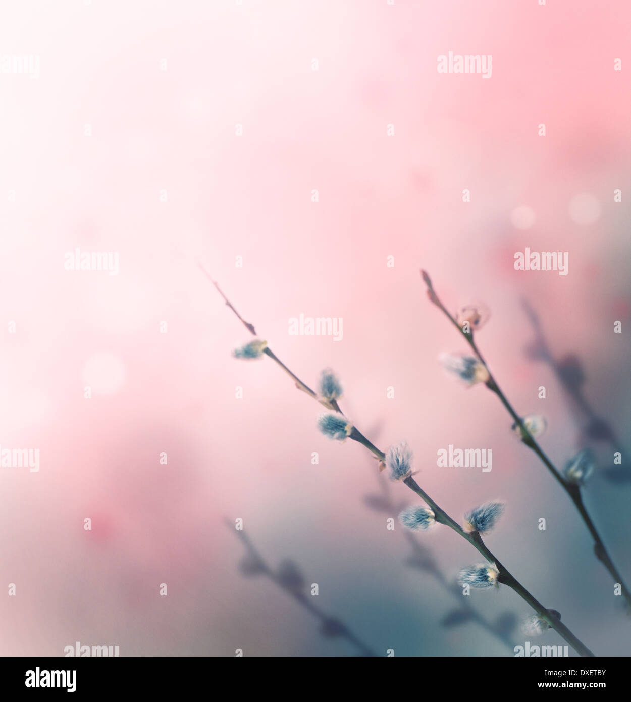 Floral spring summer background hi-res stock photography and images - Alamy