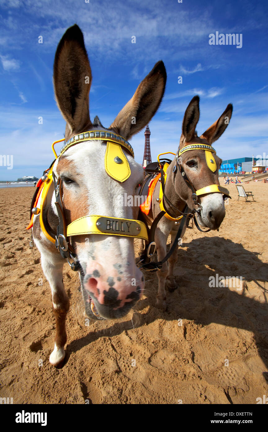 Donkeys on blackpool sands.Lancashire. england Stock Photo
