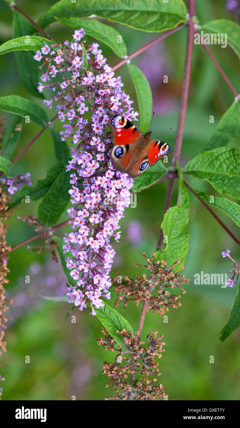peacock butterfly resting on buddleja Stock Photo - Alamy