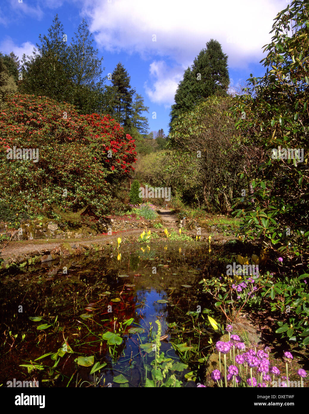 Arduaine woodland garden on Loch melfort argyll Stock Photo Alamy