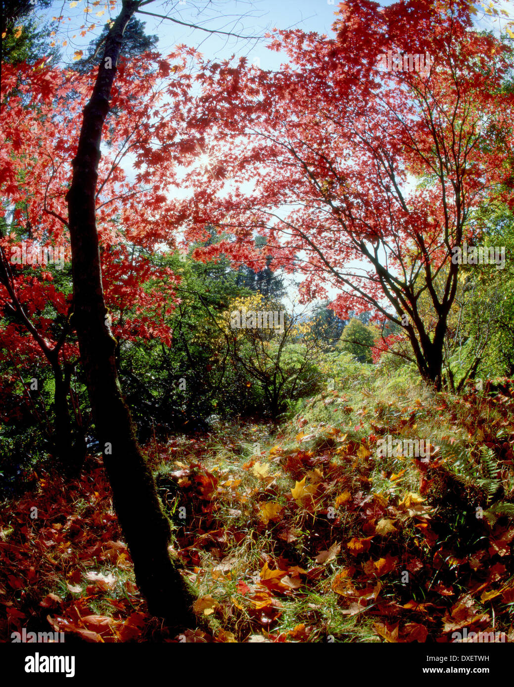 vivid autumn colours in Crarae gardens,loch fyne,argyll Stock Photo