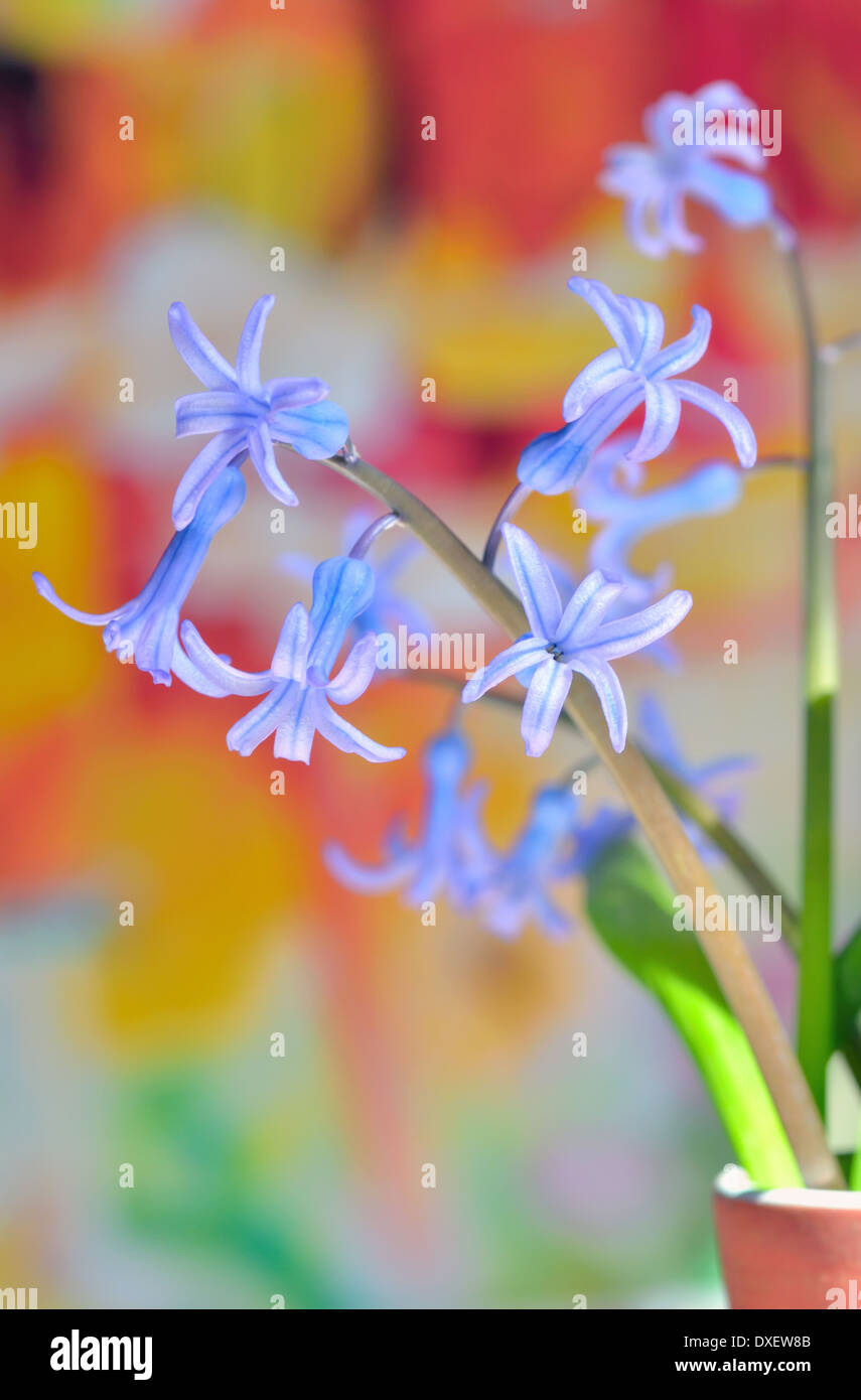hyacinth flowers in vase Stock Photo Alamy