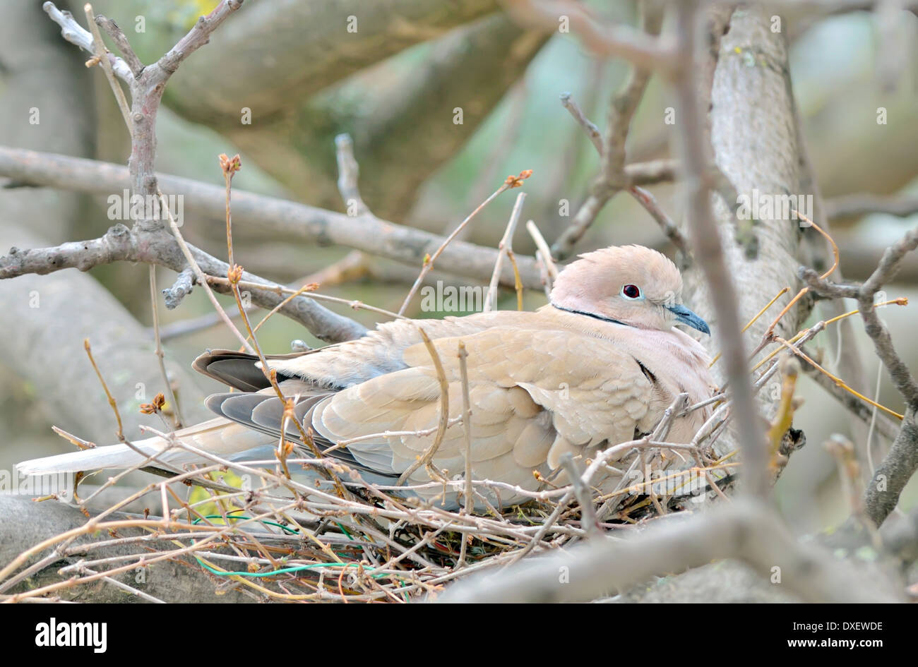Nesting Mourning Dove bird in spring time Stock Photo
