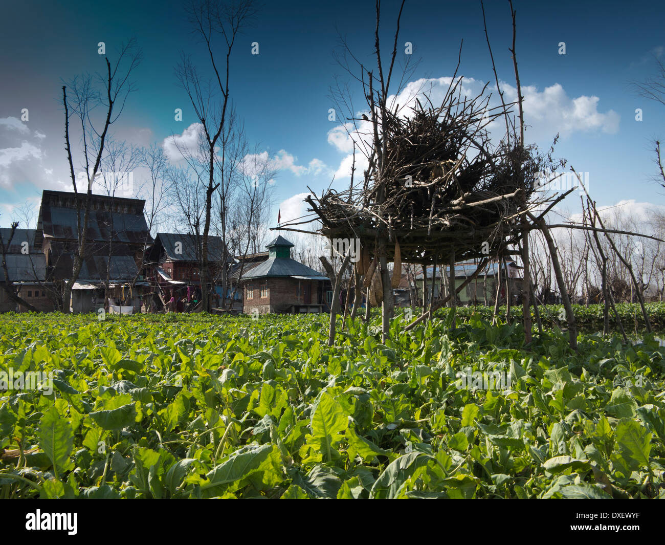 India, Kashmir, Srinagar, Dal Lake, Rad floating gardens, elevated
