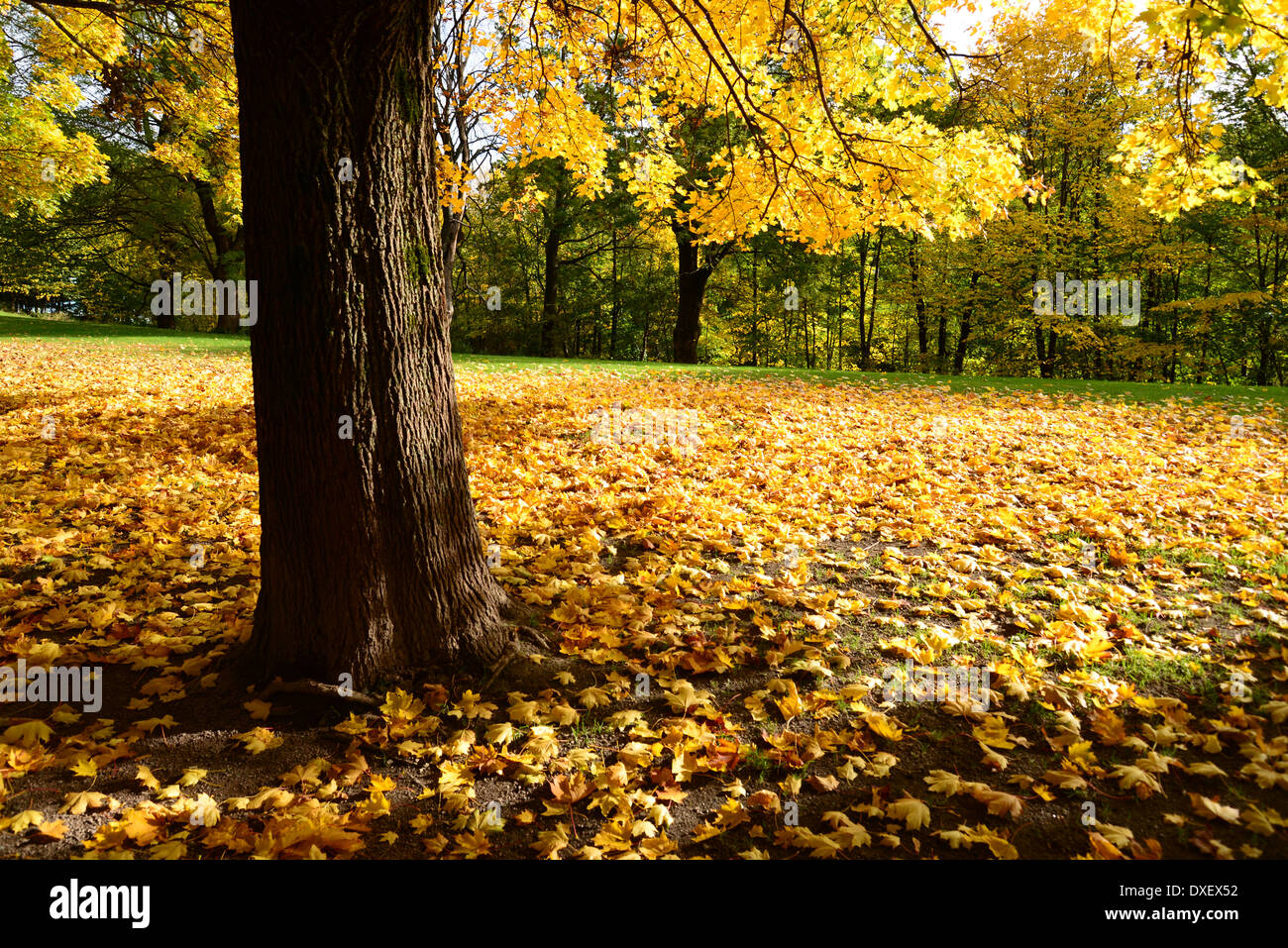 The Park in Oslo, Norway during Autumn. Stock Photo