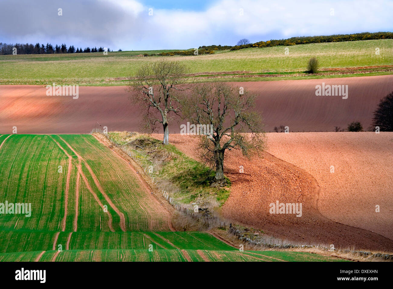 Rolling fields, Perthshire Stock Photo Alamy