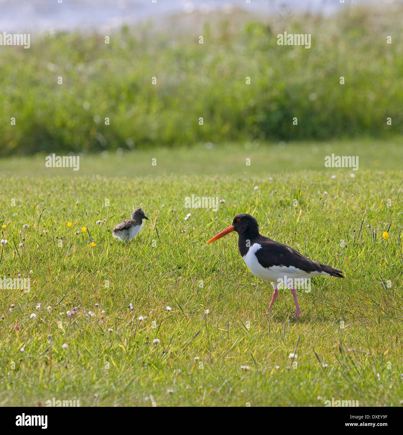 Black oyster catchers hires stock photography and images Alamy