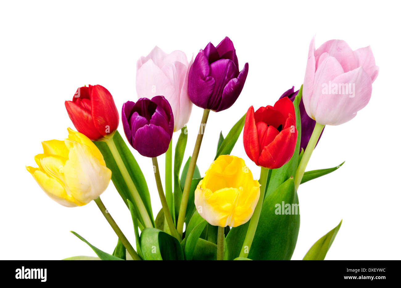 Tulips Isolated on white background Stock Photo - Alamy