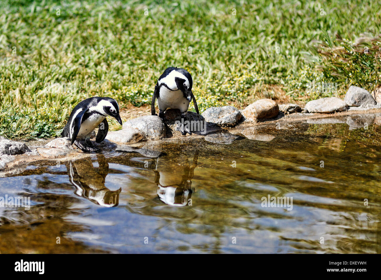 Penguins in the zoo Stock Photo