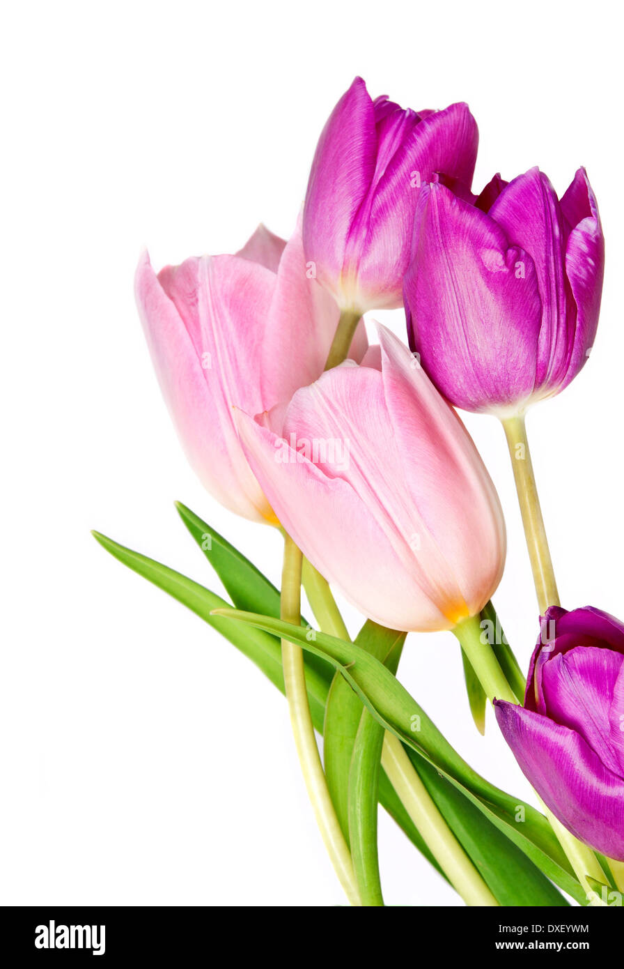 Tulips Isolated on white background Stock Photo - Alamy