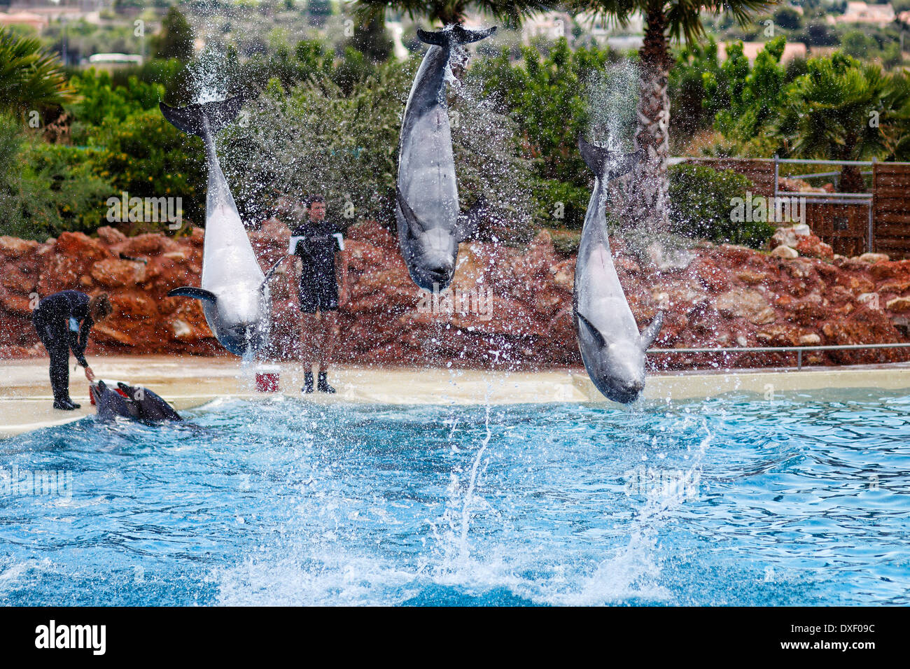 Dolphins jumping in formation in an aquarium Stock Photo