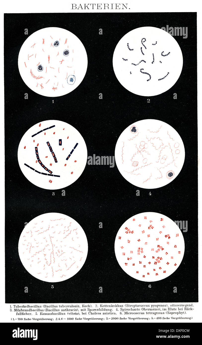 Microscope Slides Of Bacteria