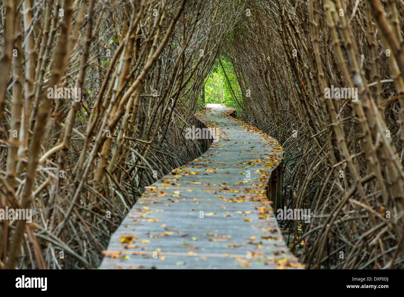 Boardwalk through the mangrove forest Stock Photo