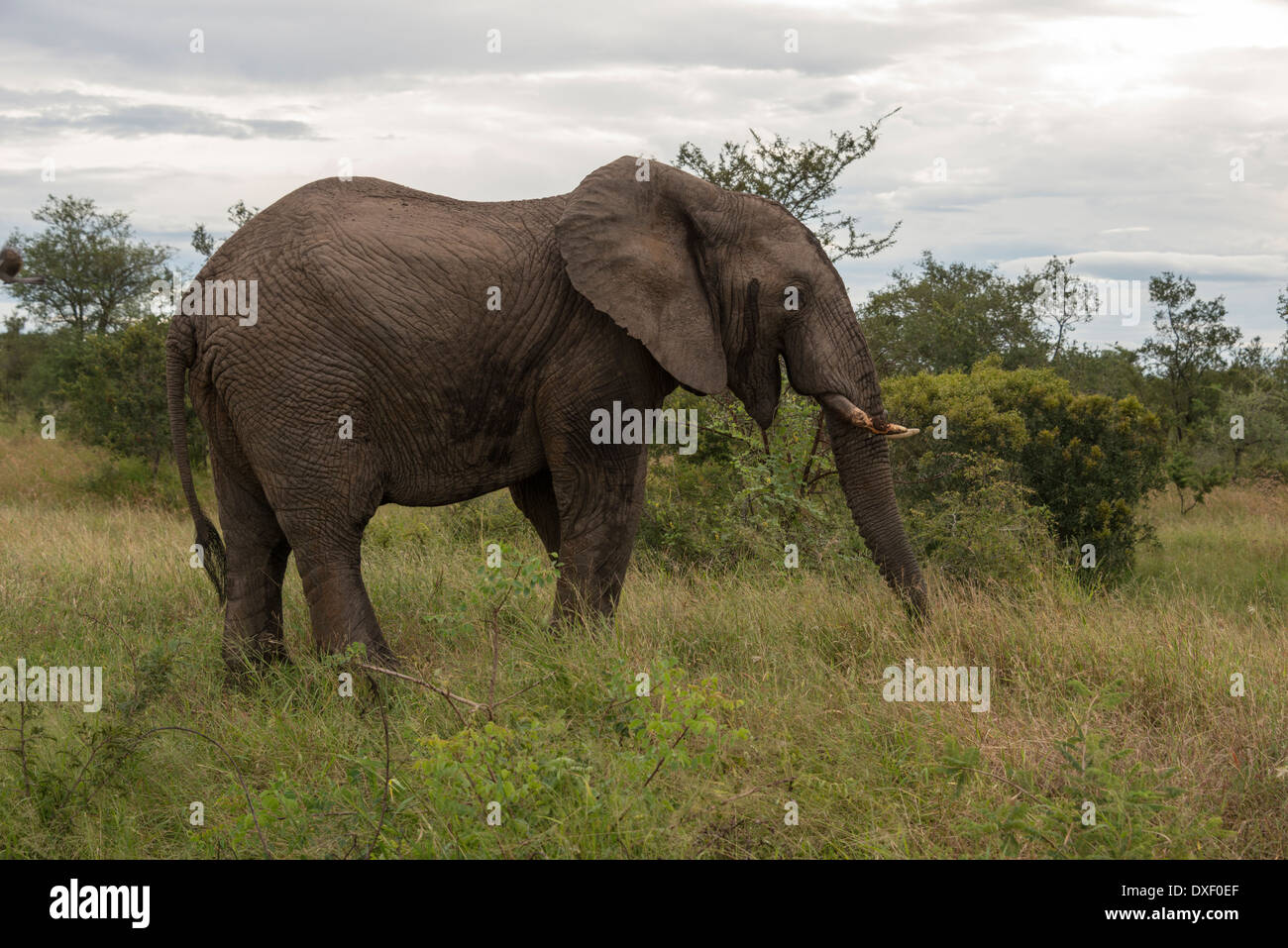 big elephant in national kruger wild park south africa near hoedspruit at te orphan gate Stock Photo