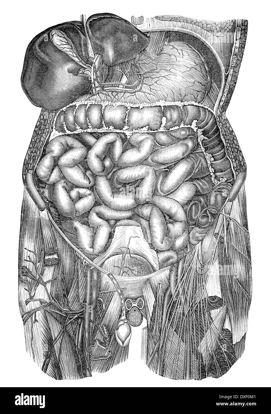 human intestines, Historic illustration, 19th century Stock Photo