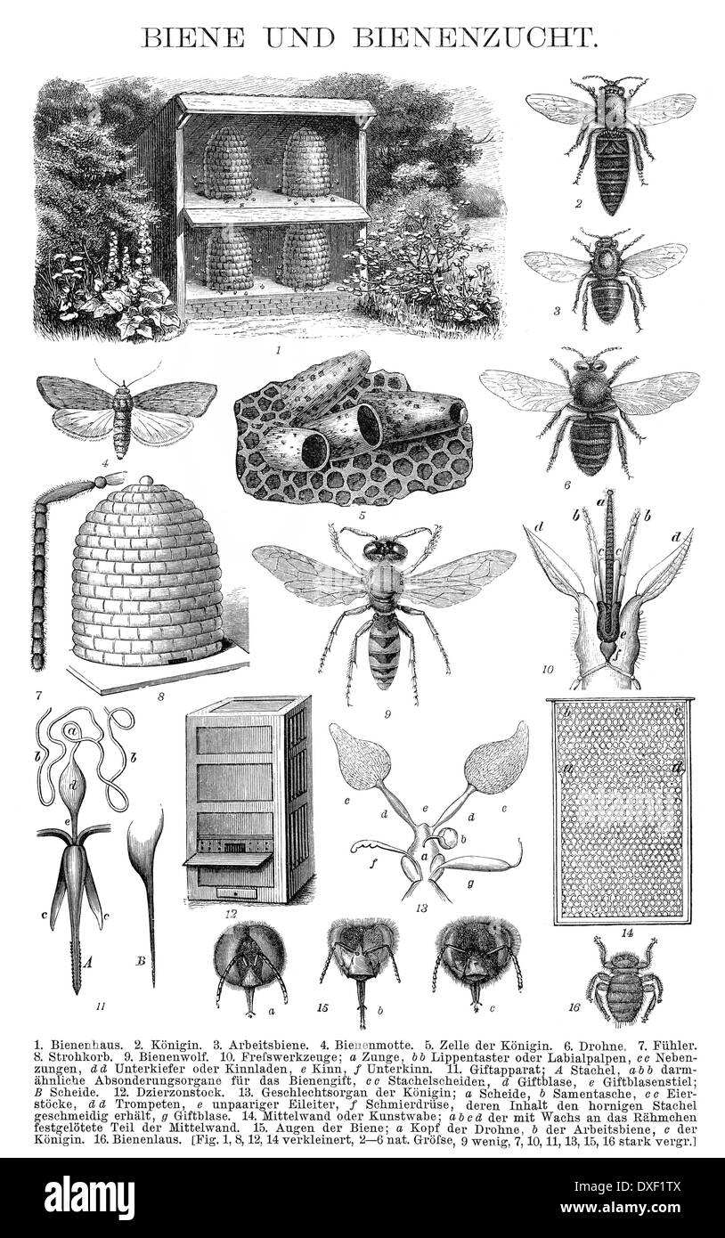 Historic illustration, 19th century, beekeeping Stock Photo