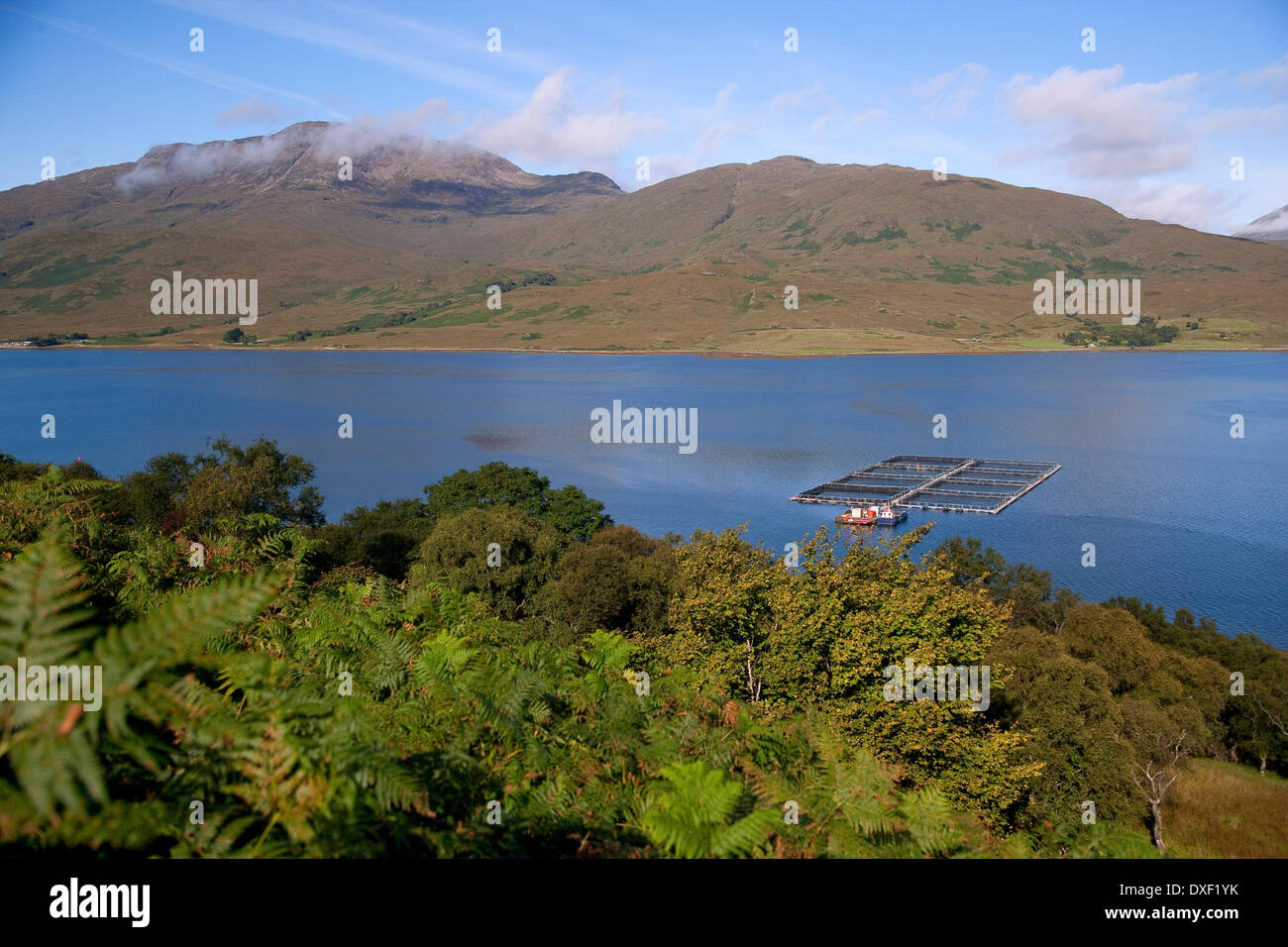 Fish farming on Loch Spelve on the island of Mull,Argyll Stock Photo