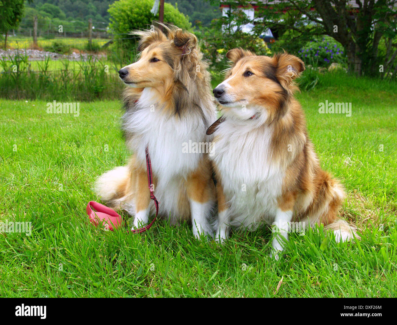 Shelties OLYMPUS DIGITAL CAMERA Stock Photo