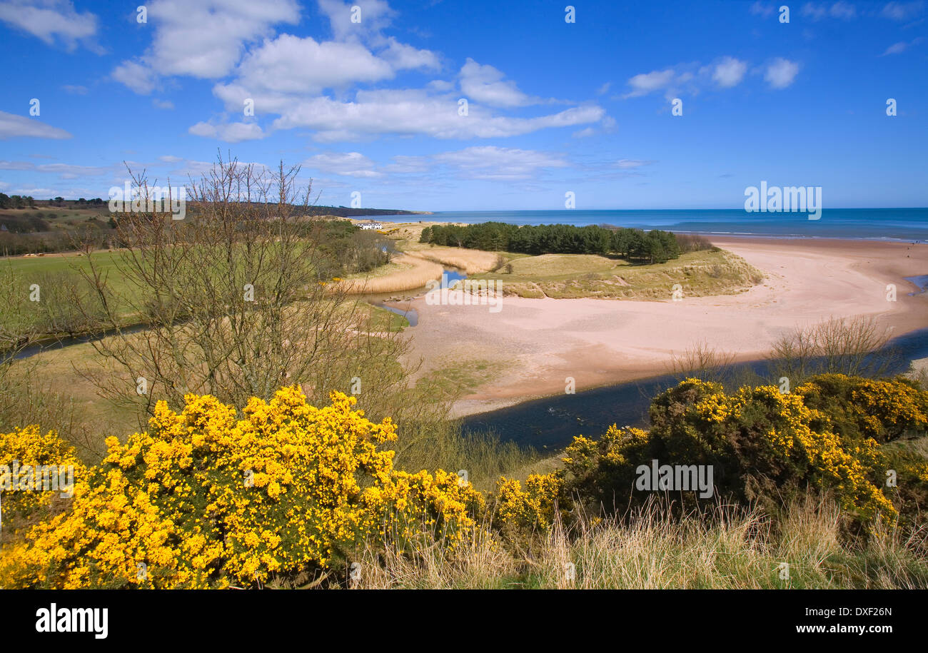 springtime view across Lunan bay beaches from redcastle.angus,scotland