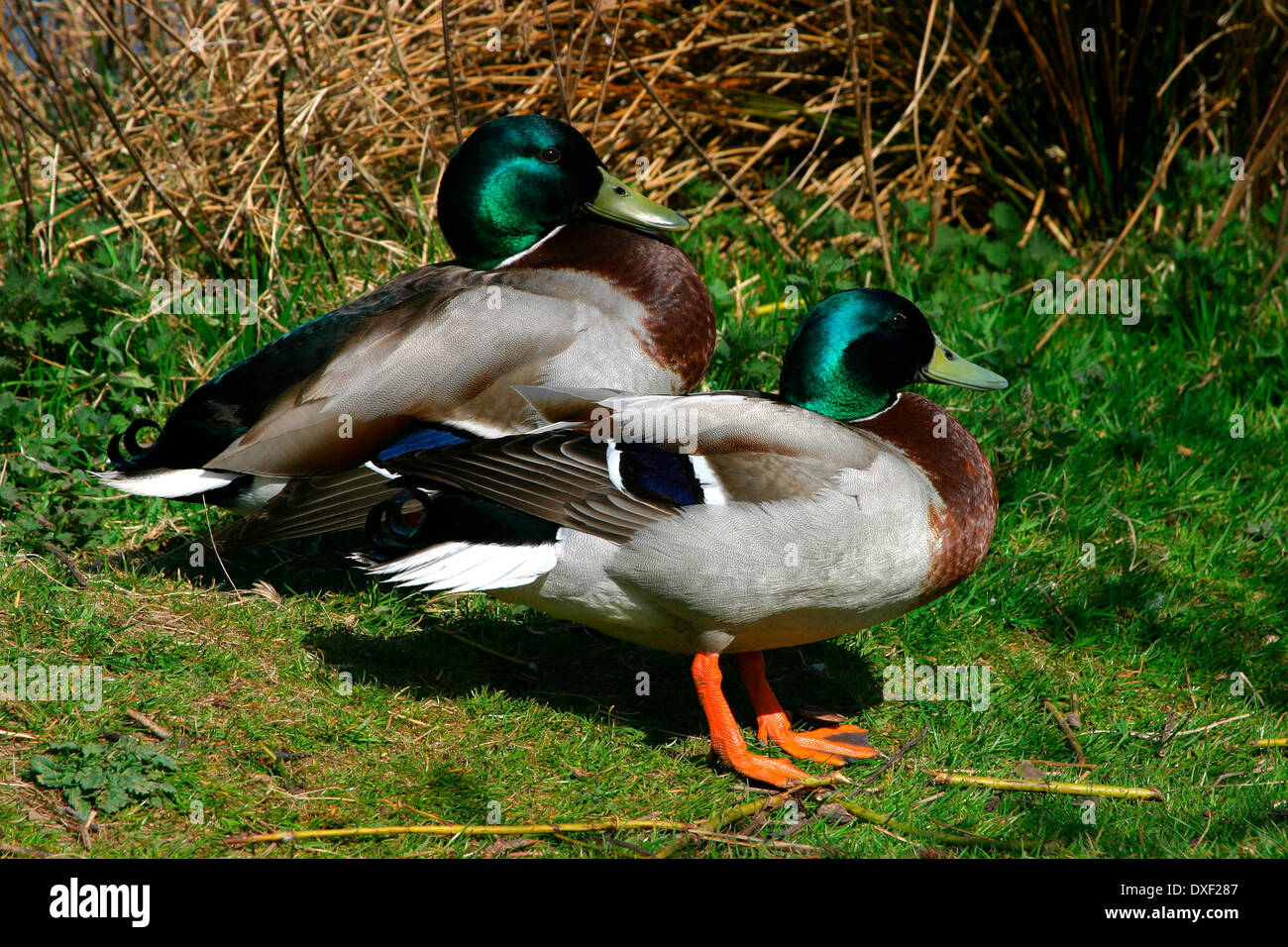 Mallard Ducks Stock Photo