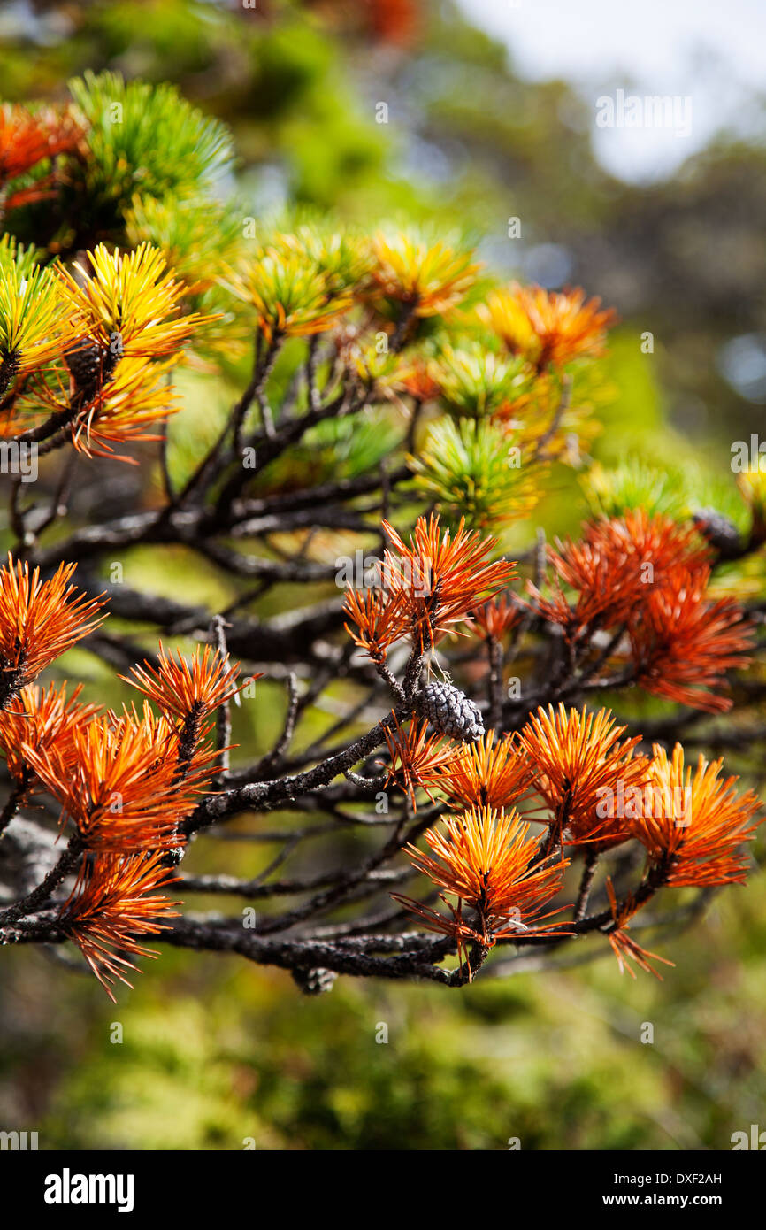 Close-up of sitka spruce tree, Pacific Rim National Park Reserve, west coast of British Columbia, Canada Stock Photo
