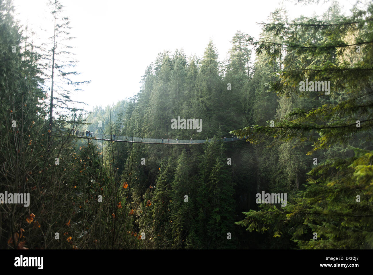 Capilano Suspension Bridge, North Vancouver, Temperate rainforest