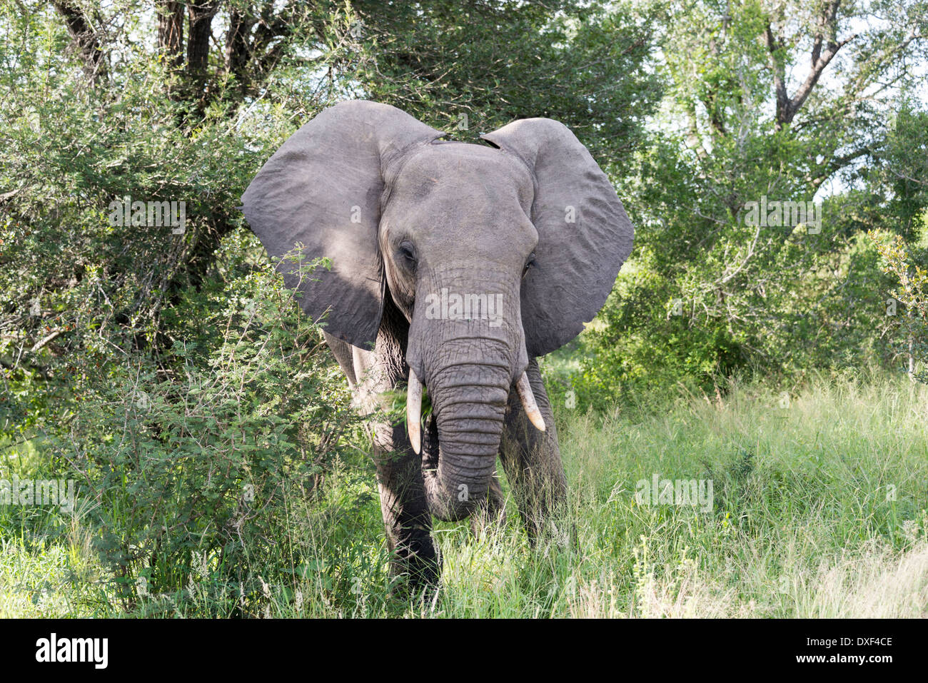 big elephant in national kruger wild park south africa near hoedspruit