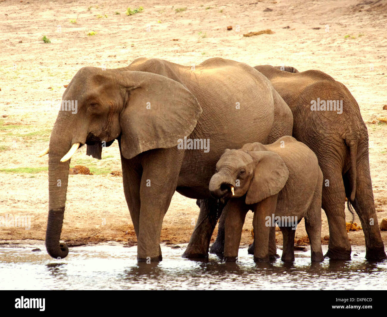 elephant breeding herd at chobe river Stock Photo