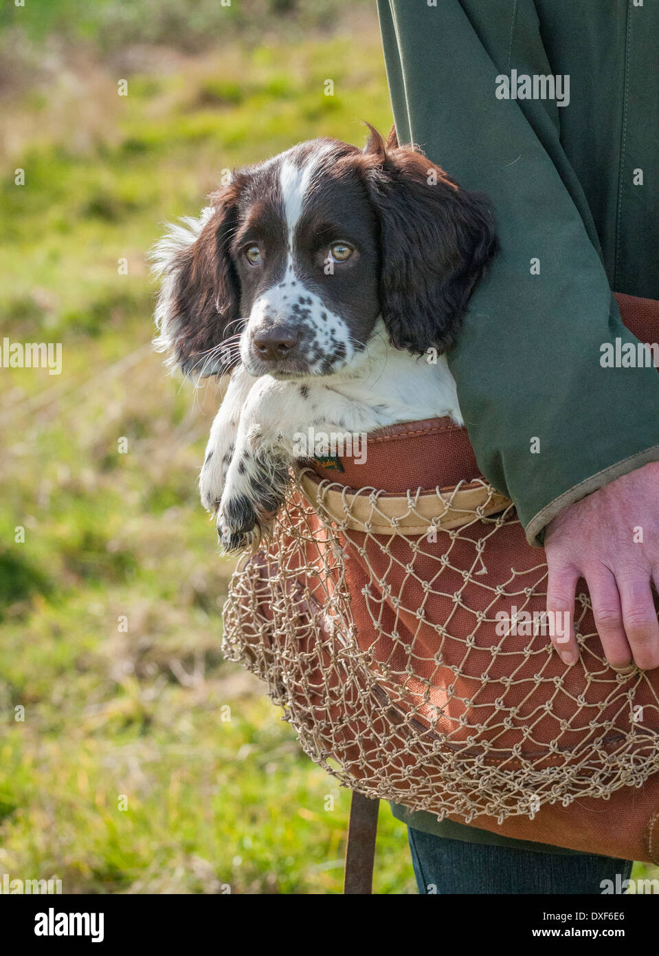 A three month old English Springer Spaniel puppy being carried in