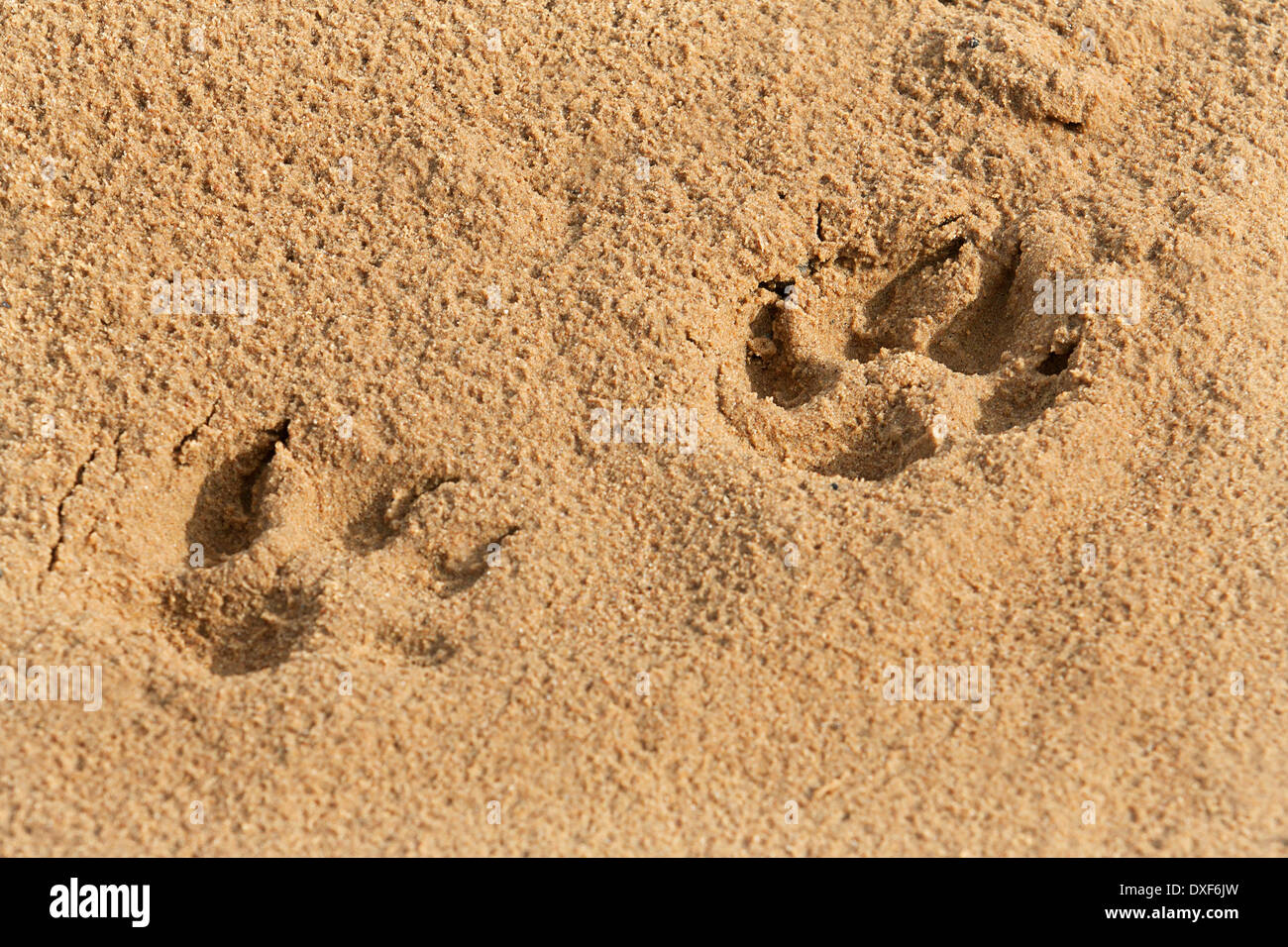 Dog paw prints on sand hires stock photography and images Alamy