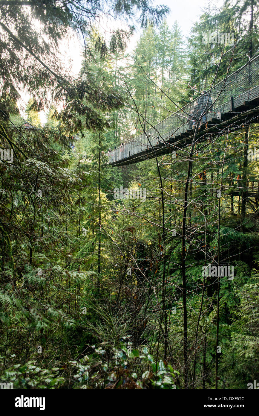 Capilano Suspension Bridge, North Vancouver, Temperate rainforest