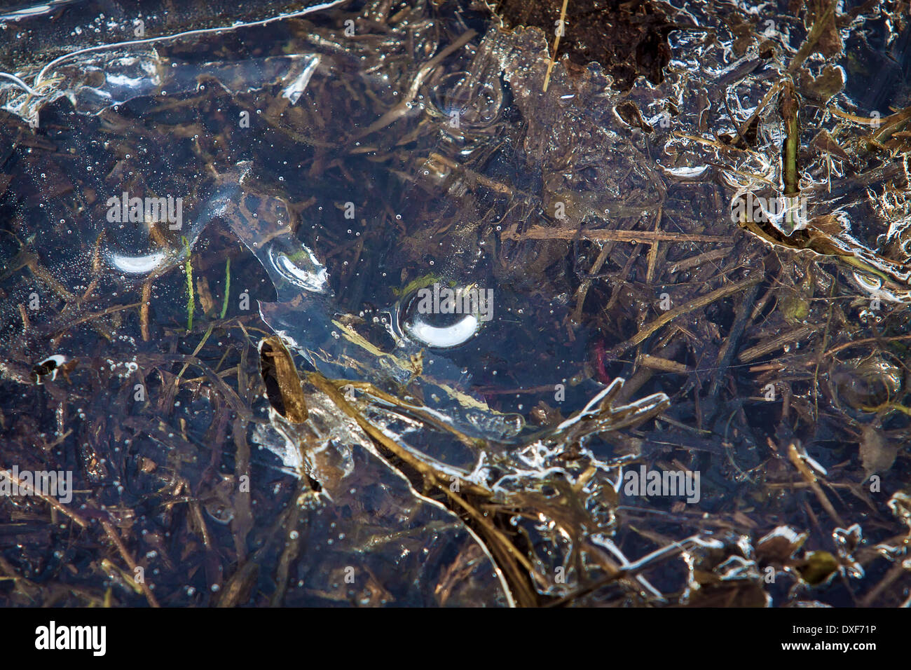 Grass, drops and abstract patterns in a frozen puddle Stock Photo