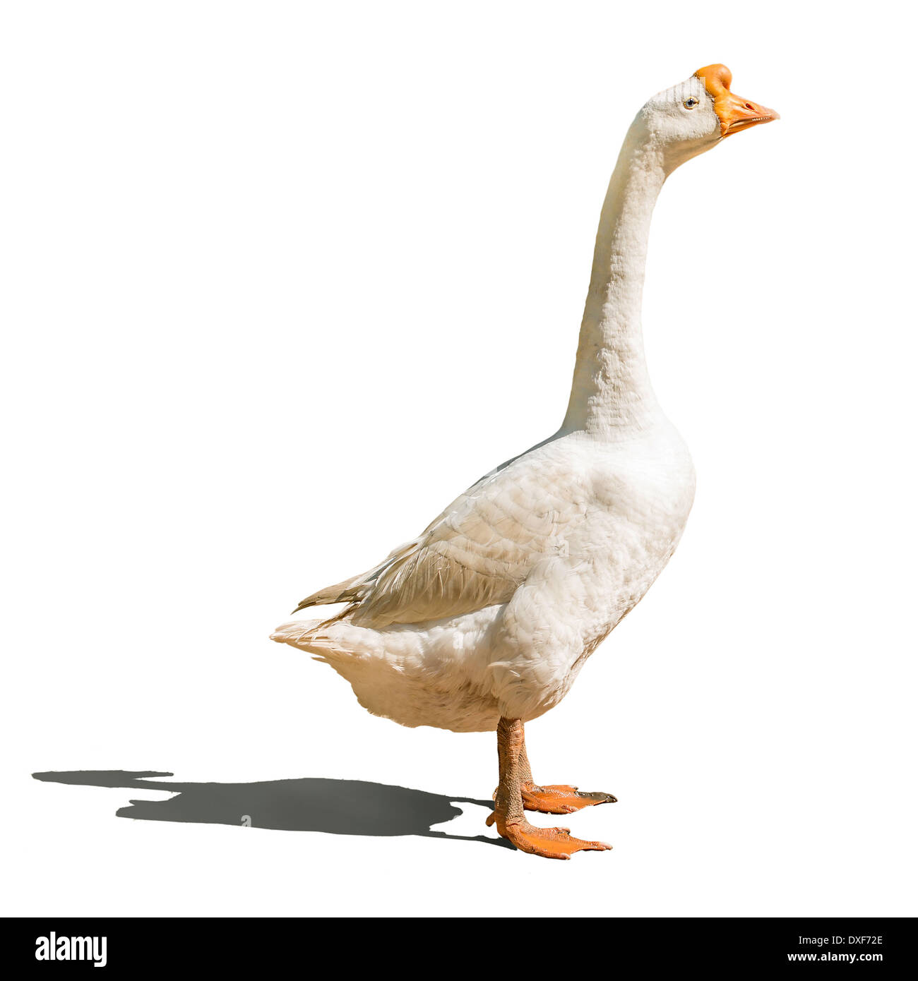 Domestic goose isolated on white Stock Photo