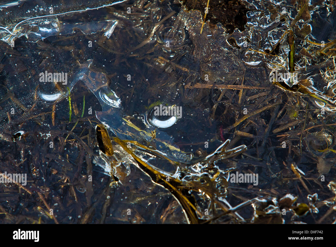 Grass, drops and abstract patterns in a frozen puddle Stock Photo