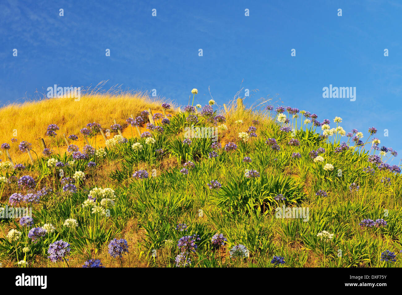 Blooming Flowers on Grass Hill, Maraetai, Auckland Region, North Island, New Zealand Stock Photo