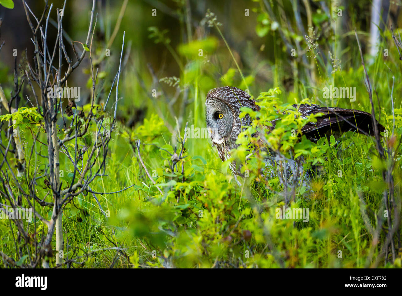 A Great Gray Owl crouches on the forest floor while hunting in the long grass near Bragg Creek, Alberta, Canada. Stock Photo