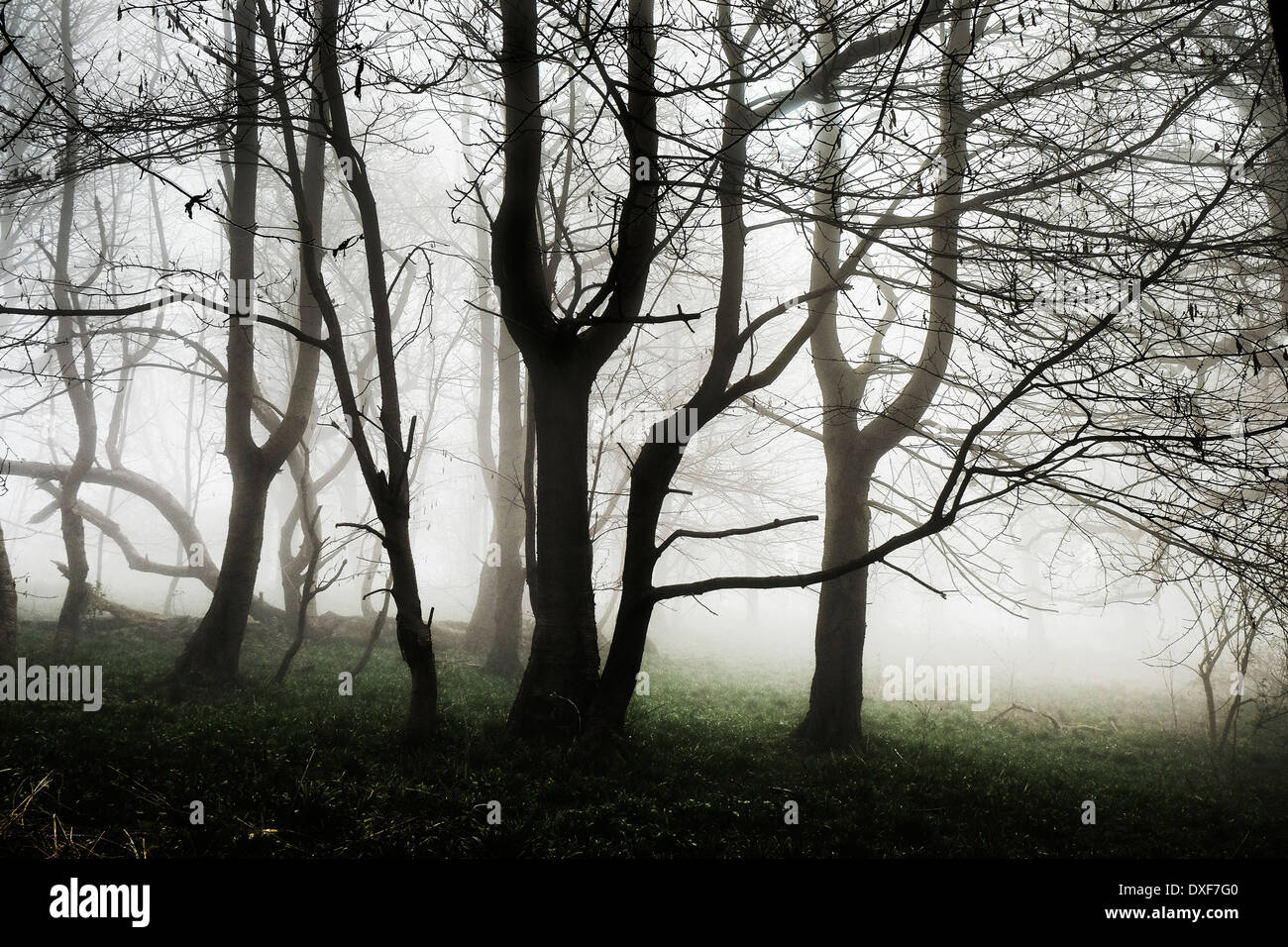 Thick fog in Essex woodland. Stock Photo