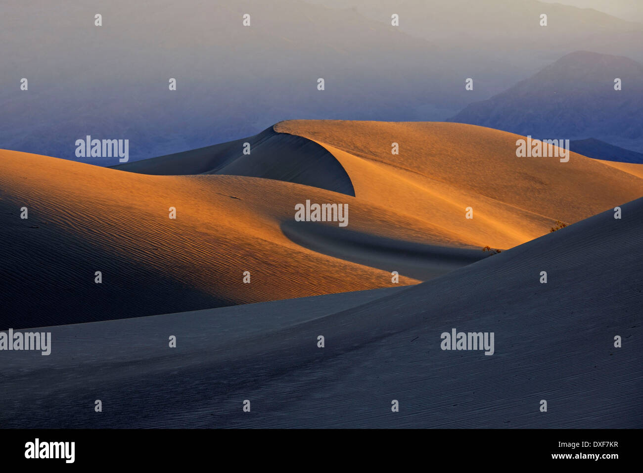Mesquite Flat Sand Dunes, Death Valley National Park, California, USA / morning light Stock Photo