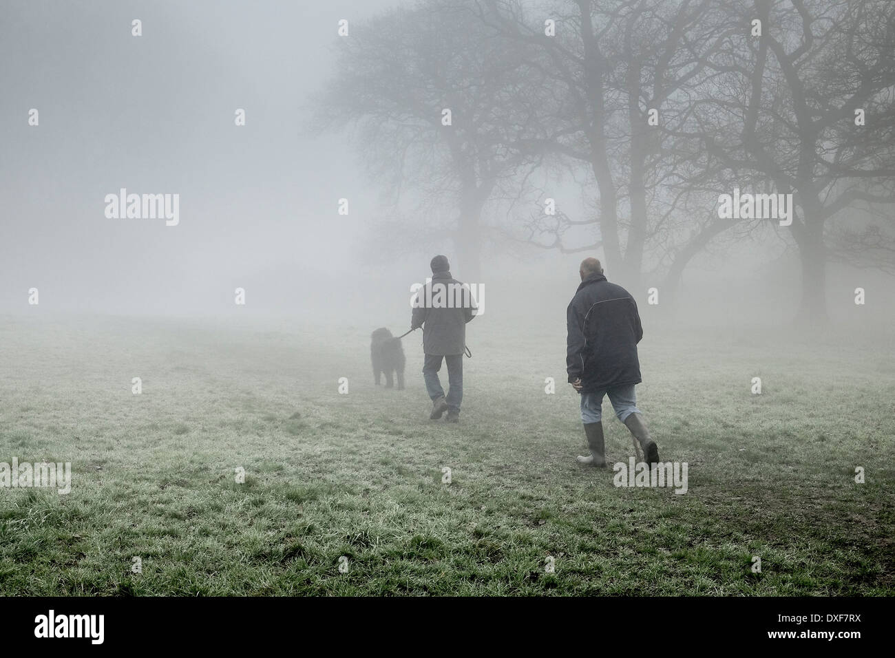 Two men walking a dog in thick fog in Essex woodland. Stock Photo