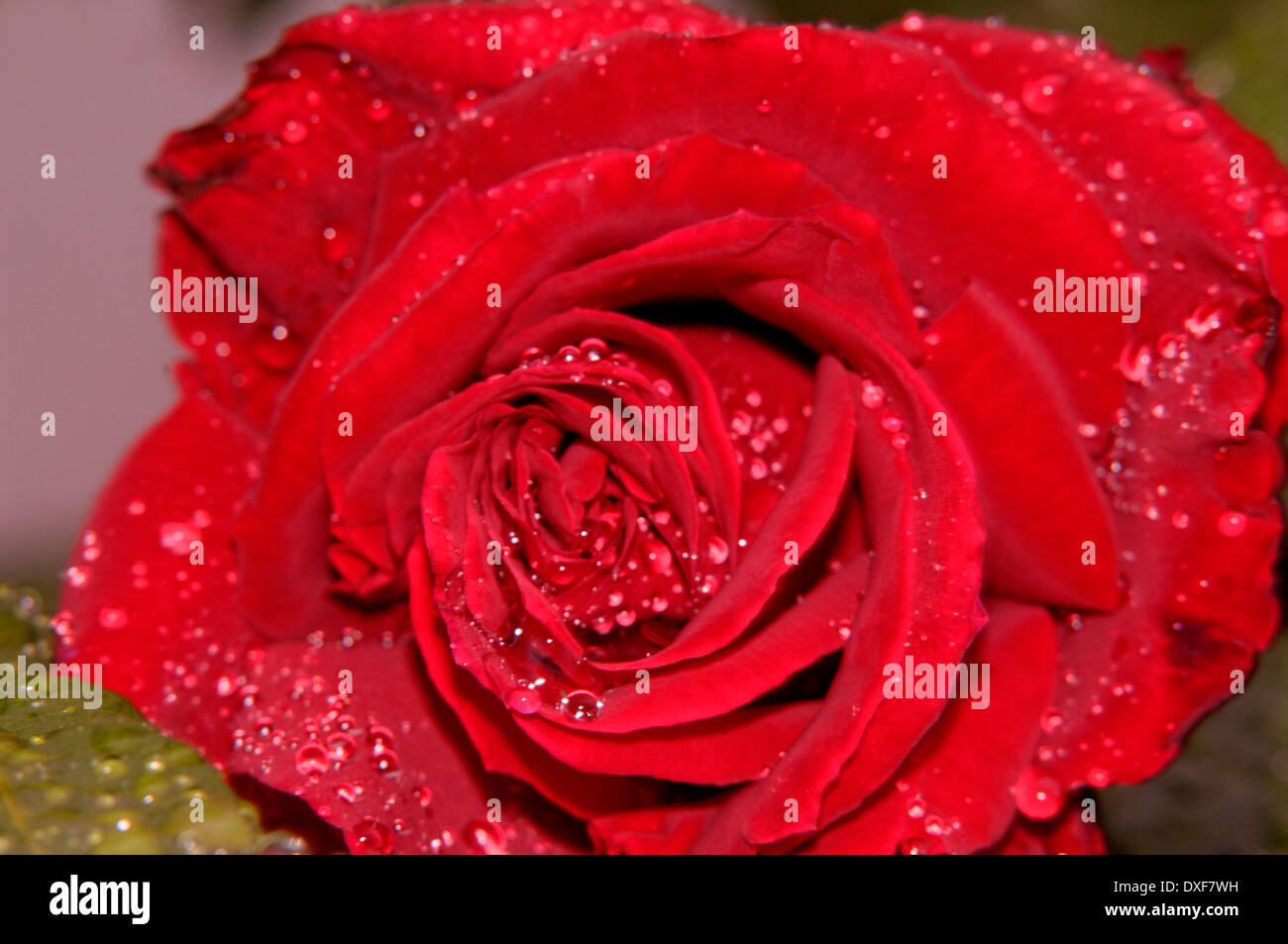Red rose in the rain Stock Photo