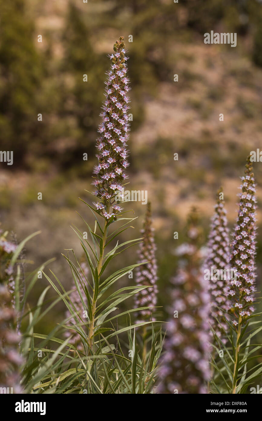 Echium vericens, growing in the south of Tenerife, canary Islands, Spain. Stock Photo