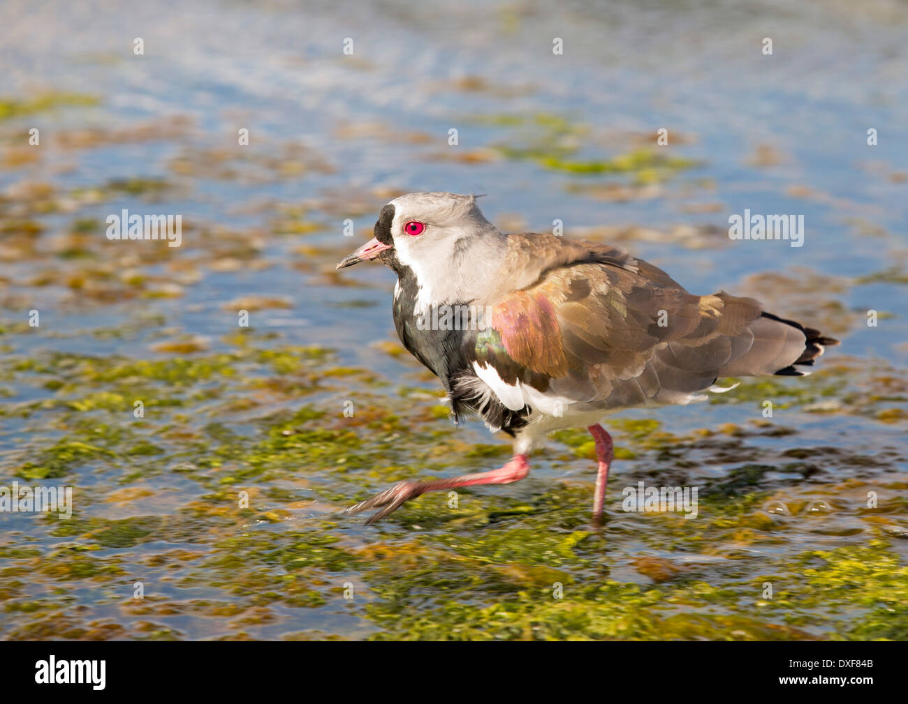 A Southern Lapwing, Vanellus chilensis in Ushuaia, Tierra Del Fuego, Argentina. Stock Photo