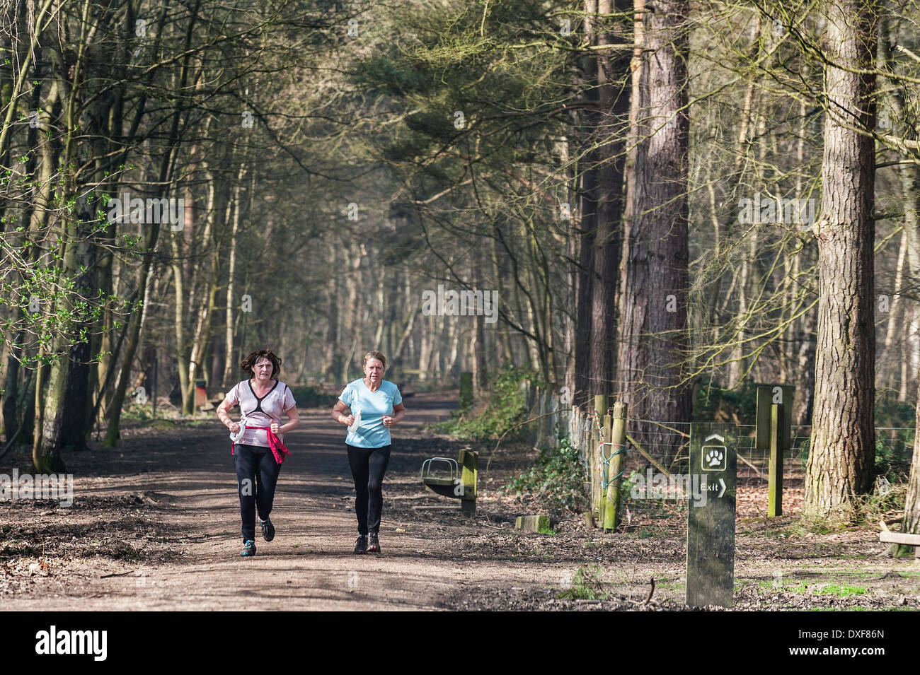 Two joggers running in a woodland. Stock Photo