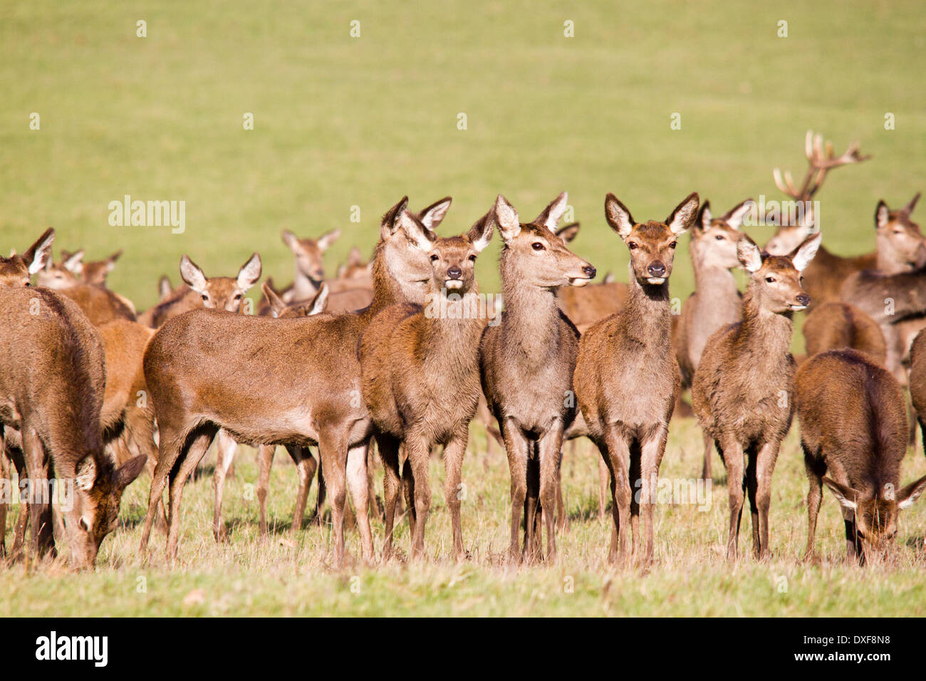 Windsor Great Park and herd of red deer - cervus elaphus, Berkshire, England, UK Stock Photo