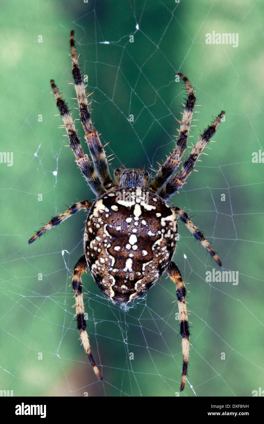 Garden spider in it's web Stock Photo
